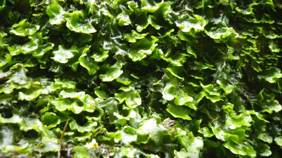 2019-05-01 52 Liverwort.jpg