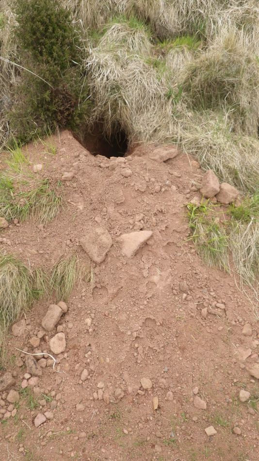 2019-05-01 61 Badgers.jpg