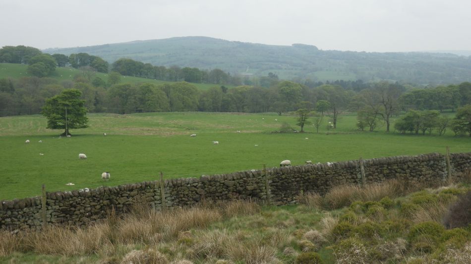 2019-05-01 63 Roaches.jpg