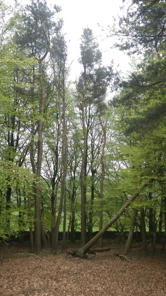 2019-05-01 64 Roaches.jpg