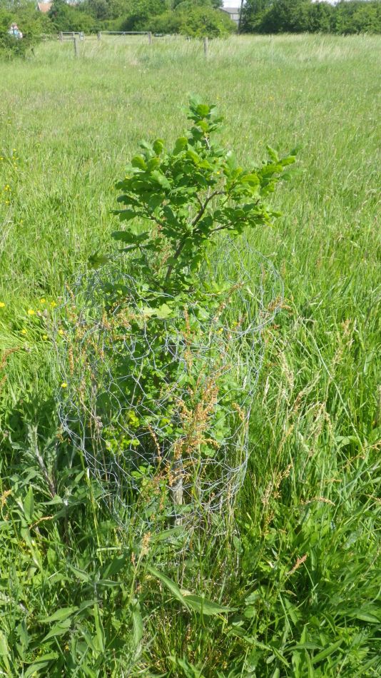 2019-06-06 03 Jubilee Oak.JPG