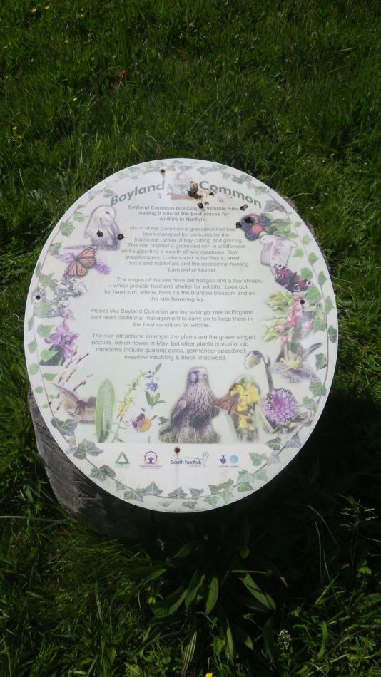 2019-06-06 04 Boyland Common.JPG