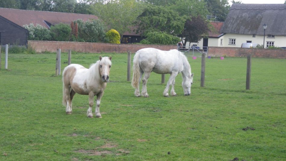 2019-06-06 07 Horses.JPG