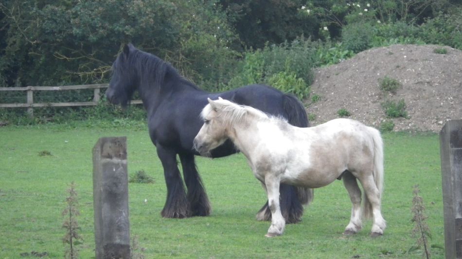 2019-06-06 08 Horses.JPG