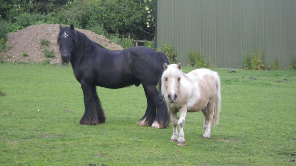 2019-06-06 09 Horses.JPG