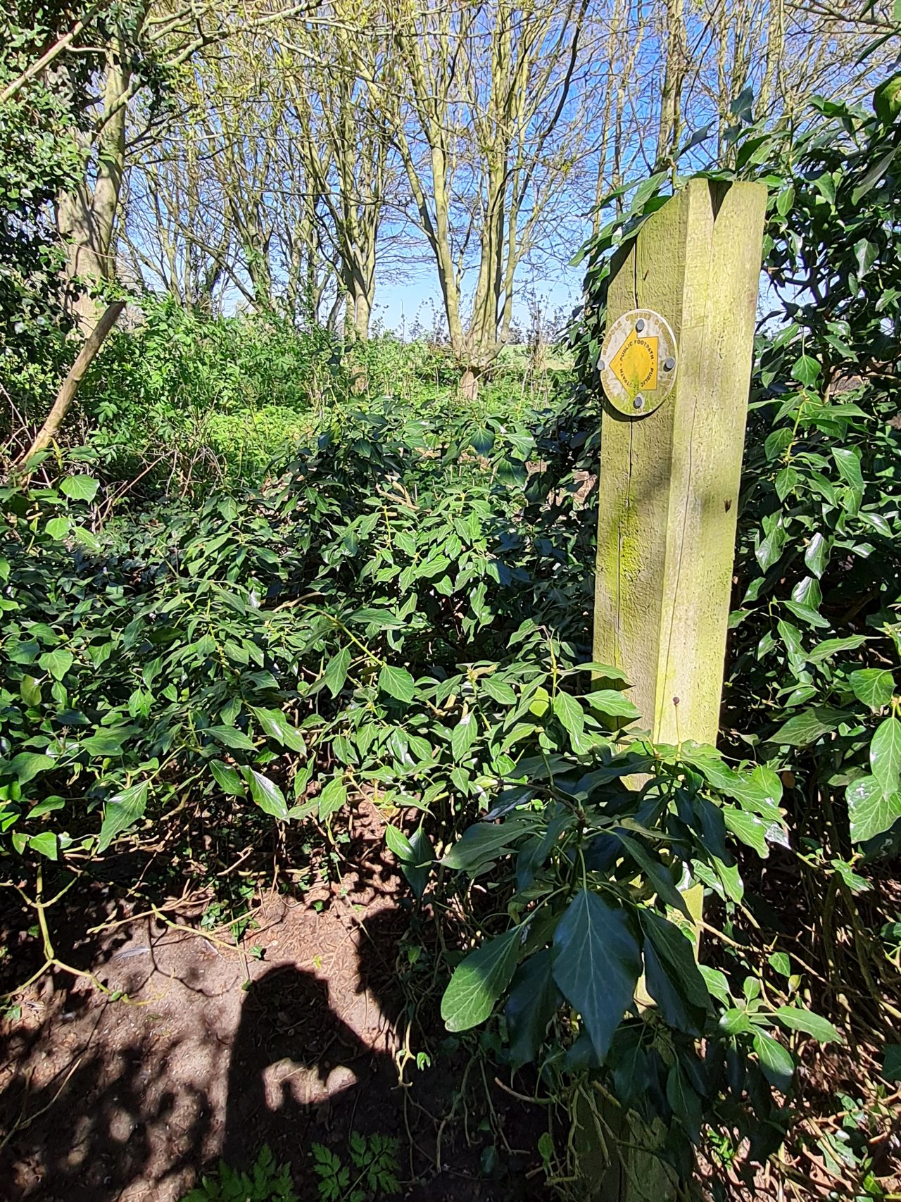 2025-04-07 10 Kenninghall Lodge Path Blockage.jpg