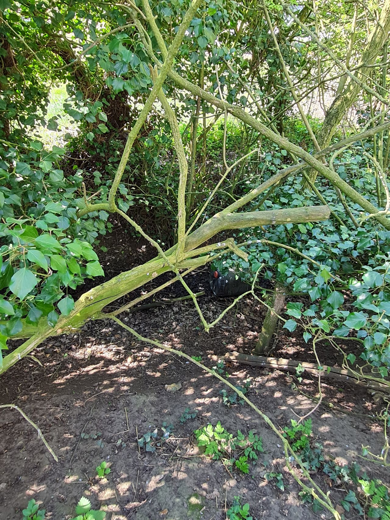 2025-04-07 11 Kenninghall Lodge Path Blockage.jpg