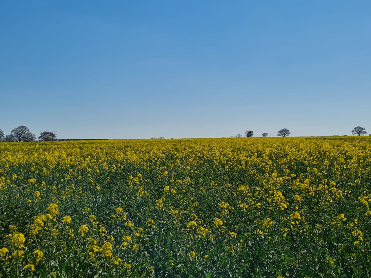 2025-04-07 13 Shelfanger.jpg