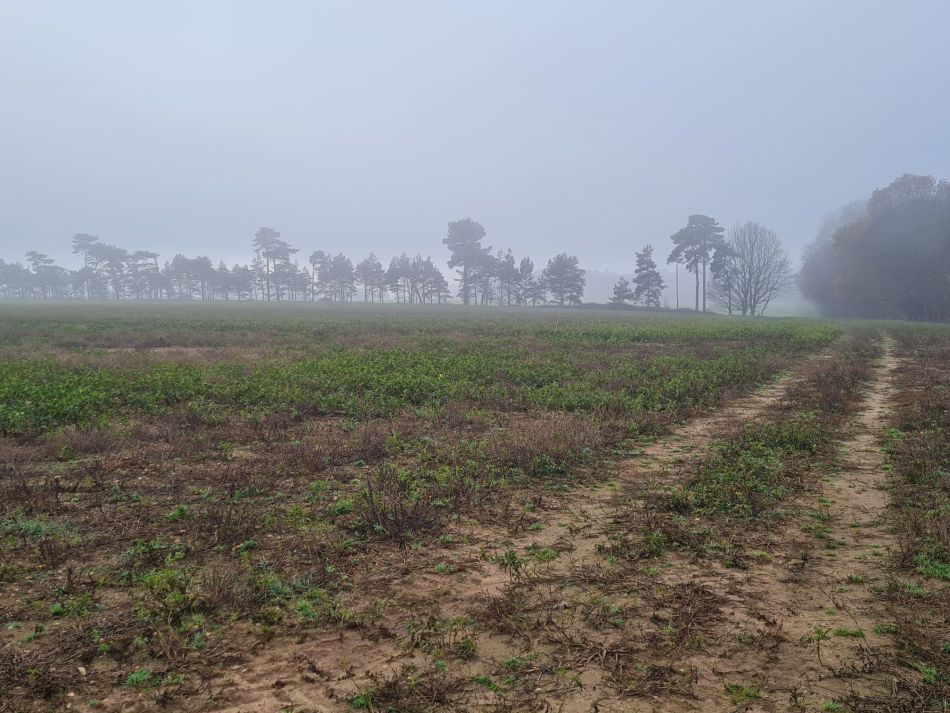 2020-09-18 10 Ramsholt and Shottisham.jpg