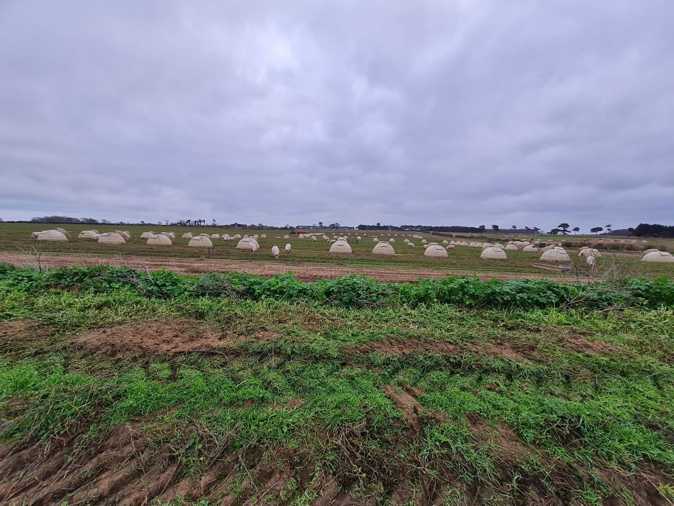 2020-09-19 17 Ramsholt and Alderton.jpg