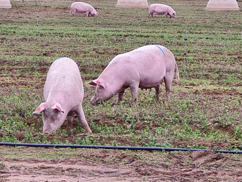 2020-09-19 18 Ramsholt and Alderton.jpg