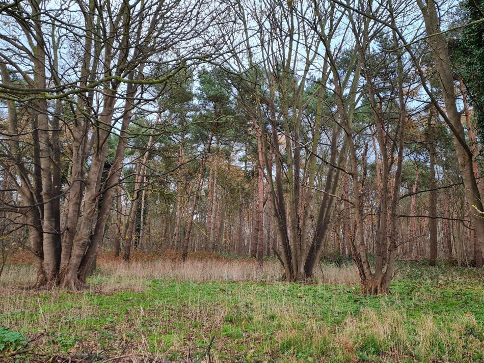 2020-09-19 21 Ramsholt and Alderton.jpg