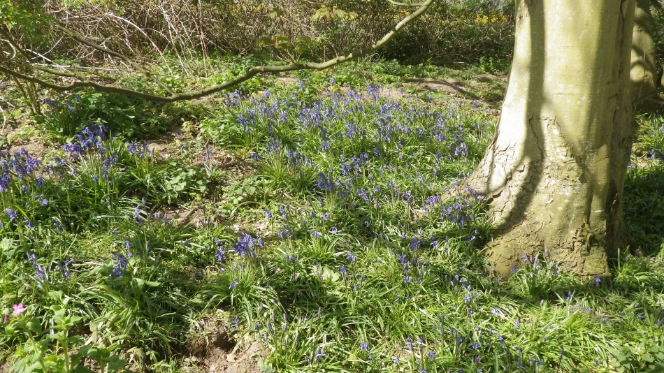 2017-04-26 04 Reydon Area.jpg