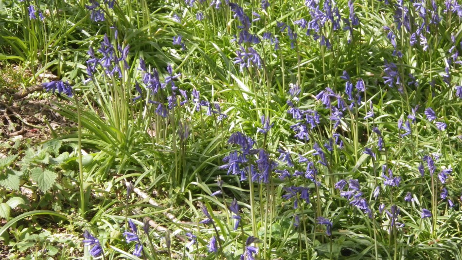 2017-04-26 05 Reydon Area.jpg