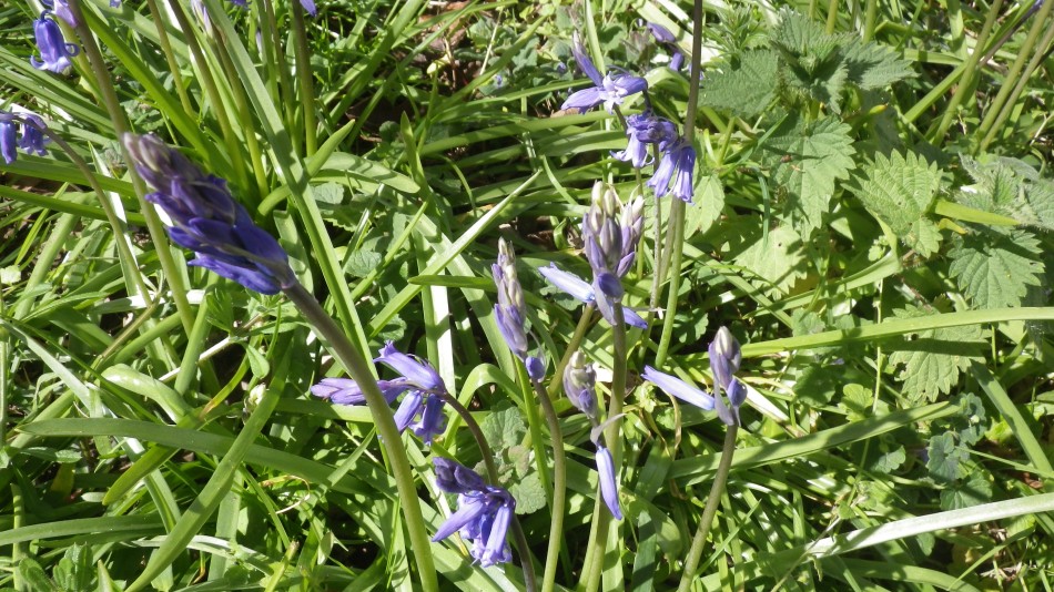 2017-04-26 06 Reydon Area.jpg