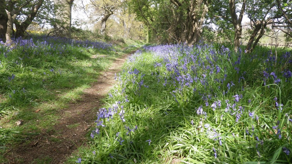 2017-04-26 08 Reydon Area.jpg