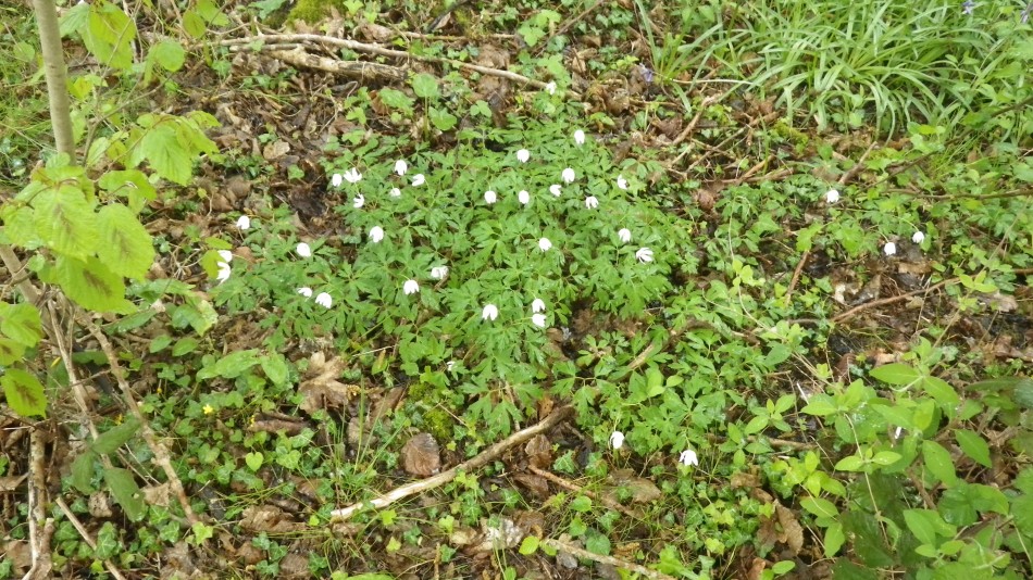 2017-04-26 18 Reydon Area.jpg