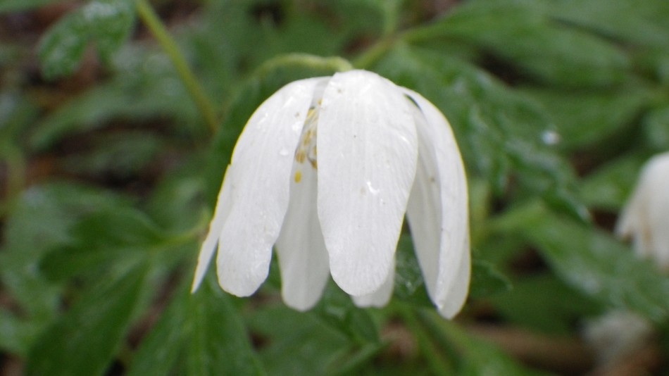 2017-04-26 20 Reydon Area.jpg