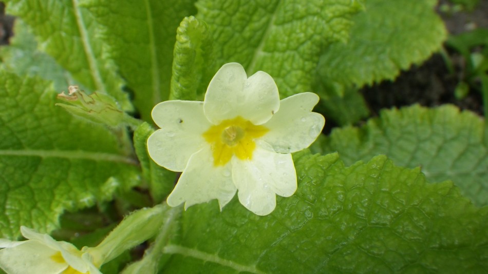 2017-04-26 22 Reydon Area.jpg