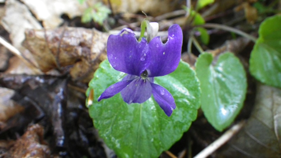 2017-04-26 23 Reydon Area.jpg