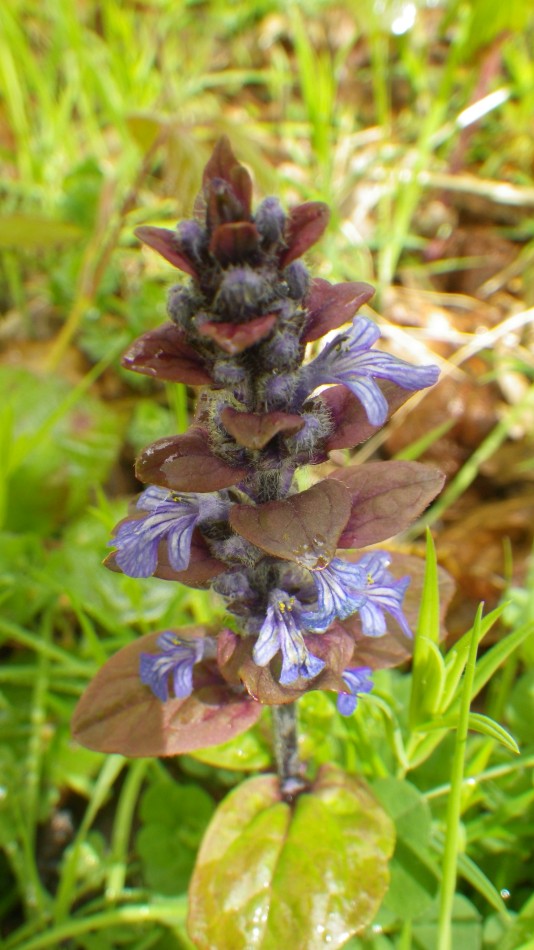 2017-04-26 24 Reydon Area.jpg