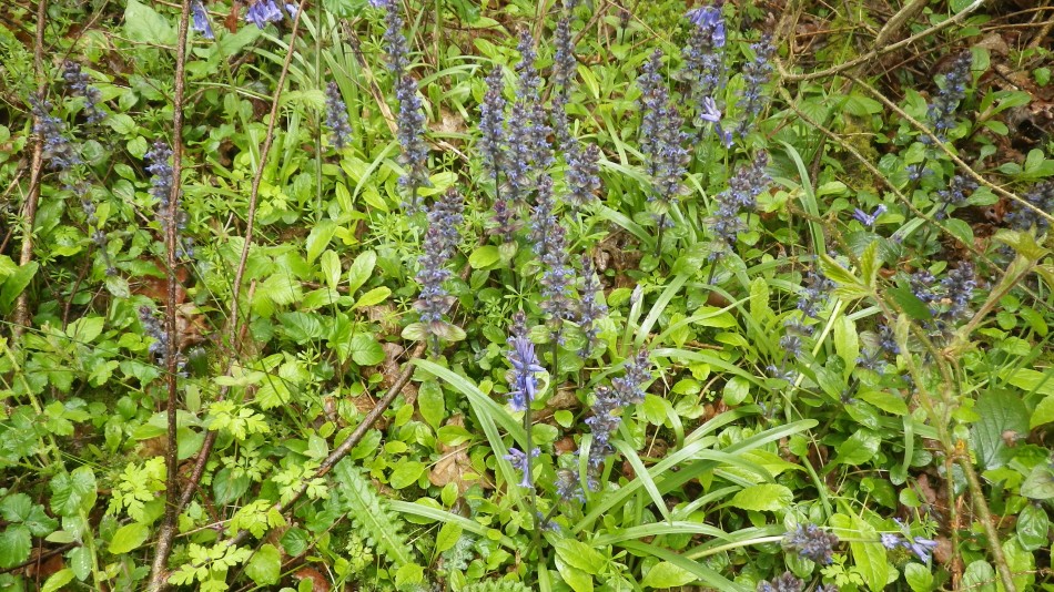 2017-04-26 25 Reydon Area.jpg