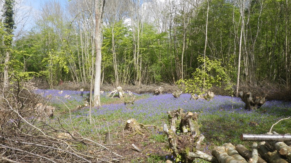 2017-04-26 27 Reydon Area.jpg