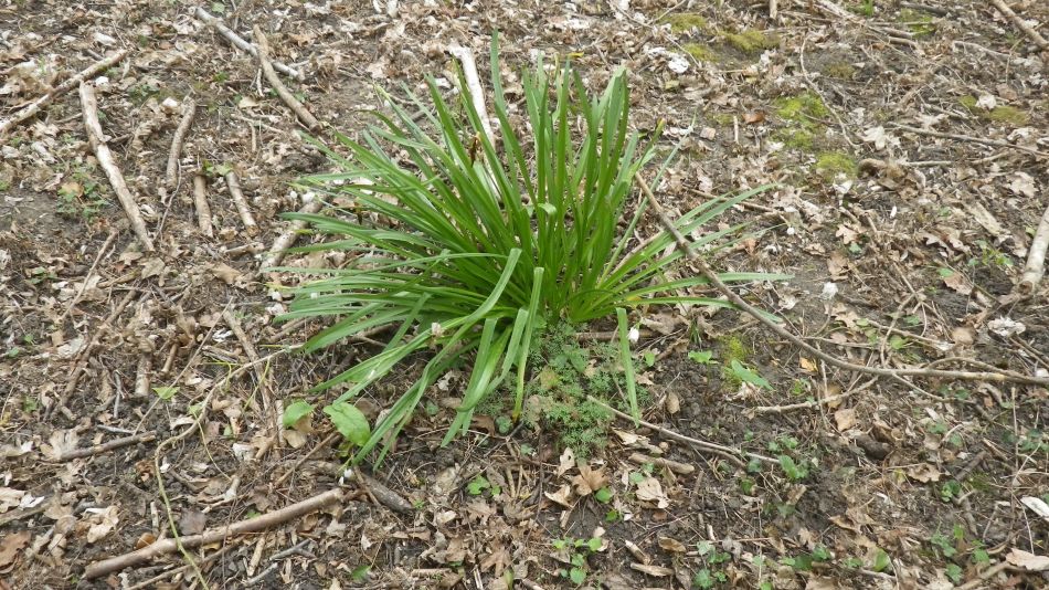 2018-04-25 05 Reydon.jpg