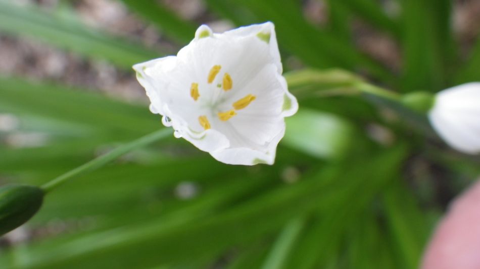 2018-04-25 06 Reydon.jpg