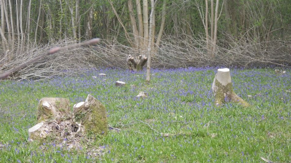 2018-04-25 07 Reydon.jpg