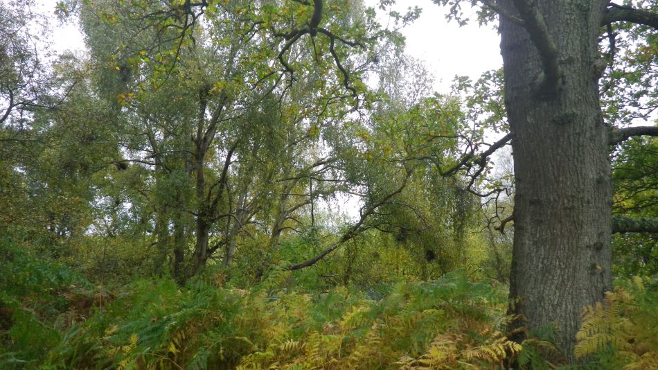 2019-11-07 02 Waveney Way 17 - Reydon and Wrentham.jpg