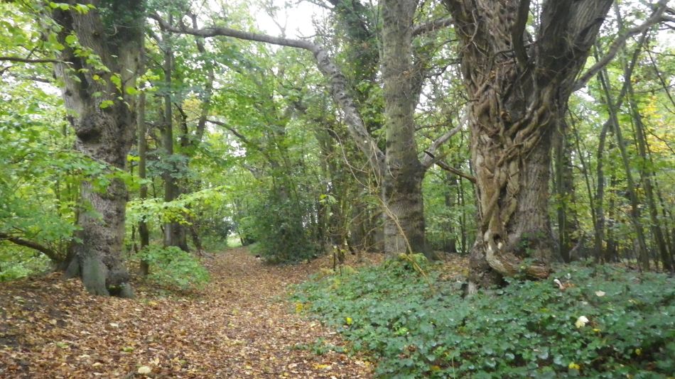 2019-11-07 05 Waveney Way 17 - Reydon and Wrentham.jpg