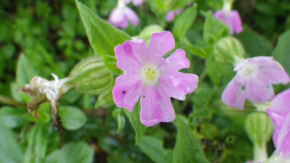 2019-11-07 09 Waveney Way 17 - Reydon and Wrentham.jpg