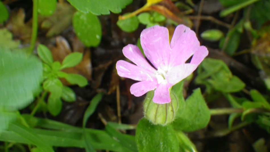 2019-11-07 10 Waveney Way 17 - Reydon and Wrentham.jpg