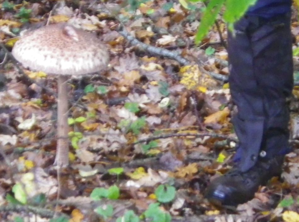 2020-10-16 04 Suffolk Creeks North 36 Reydon and Wrentham.jpg