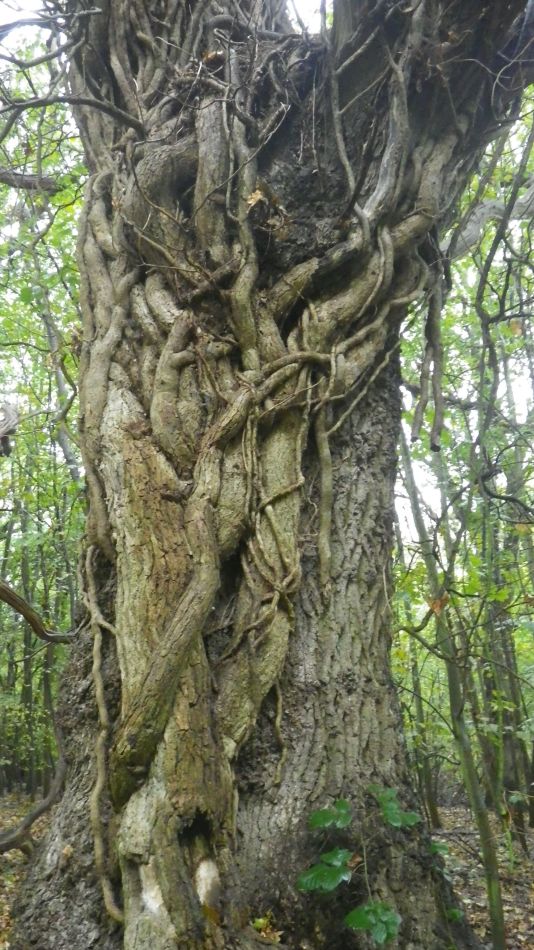 2020-10-16 06 Suffolk Creeks North 36 Reydon and Wrentham.jpg