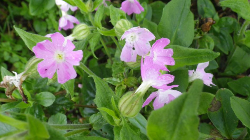 2020-10-16 08 Suffolk Creeks North 36 Reydon and Wrentham.jpg