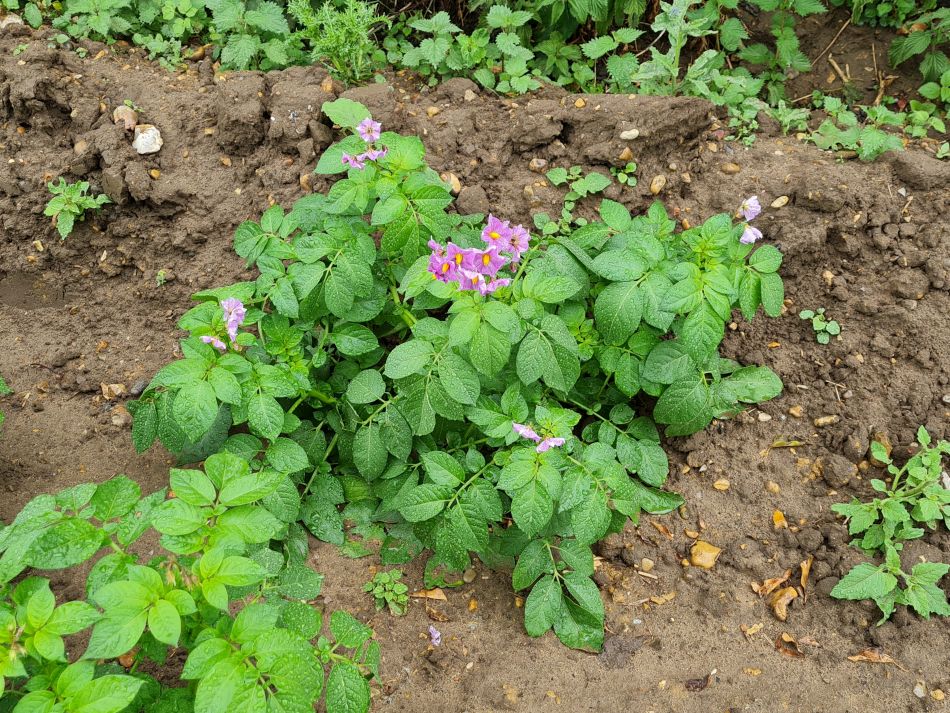 2022-06-08 06 Reydon.jpg