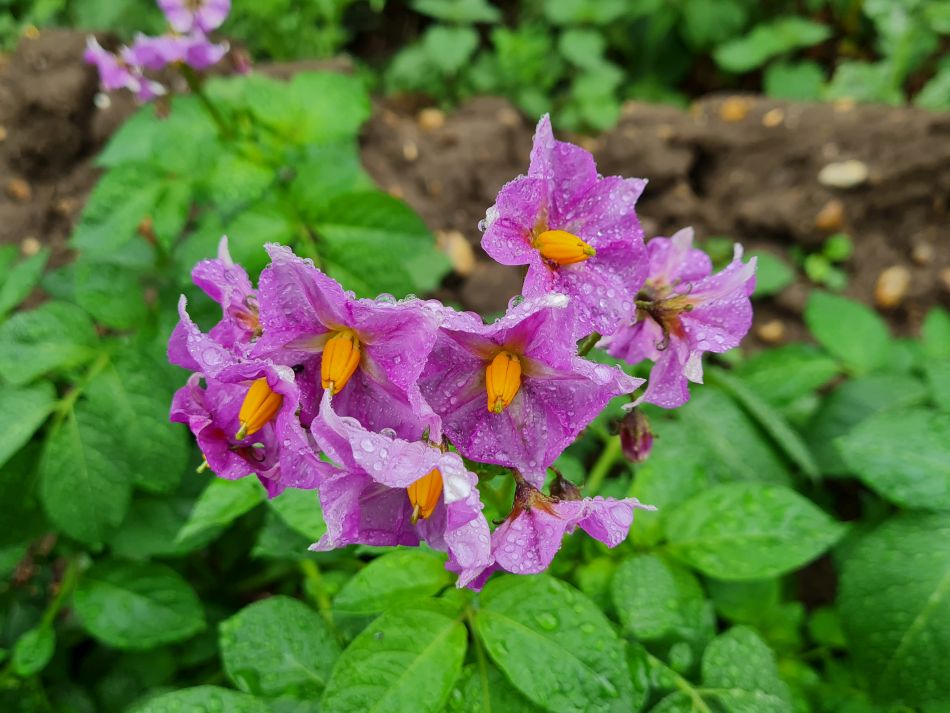 2022-06-08 07 Reydon.jpg