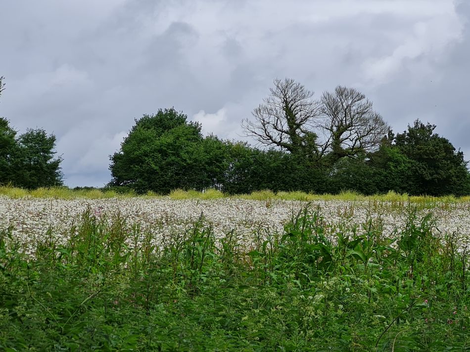 2022-06-08 08 Reydon.jpg