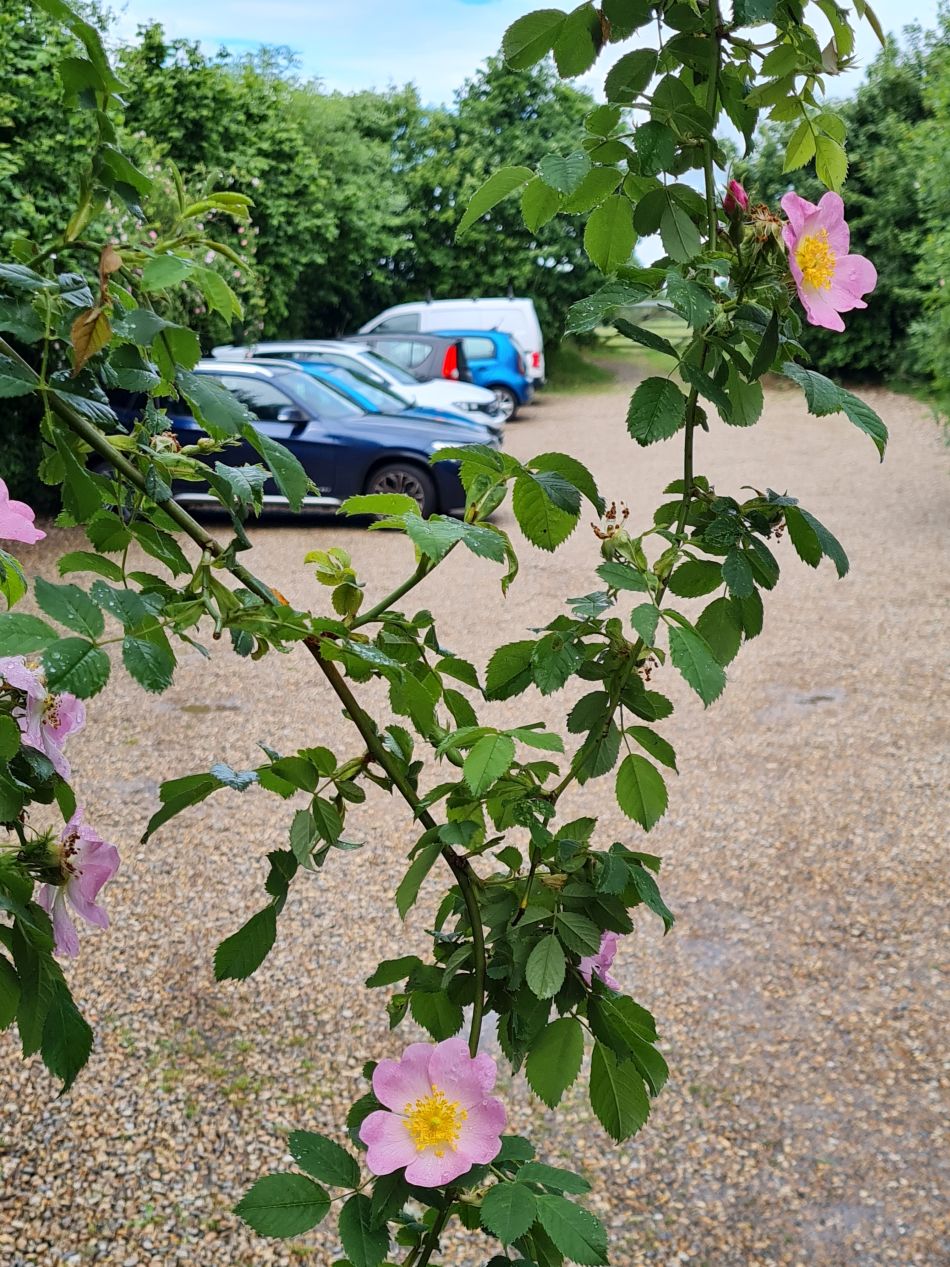 2022-06-08 10 Reydon.jpg