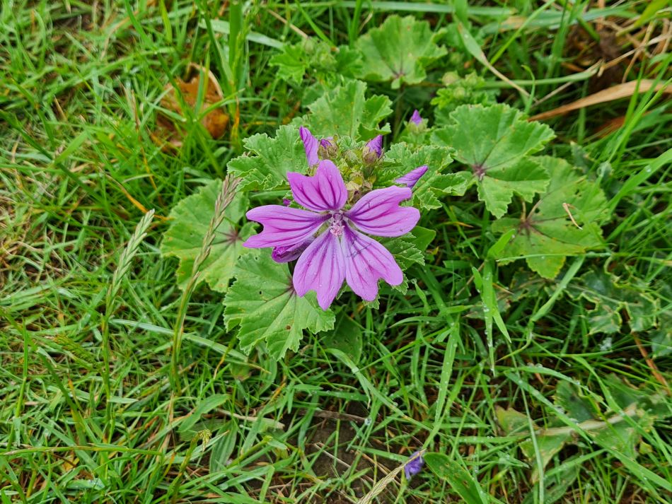 2022-06-08 13 Reydon.jpg