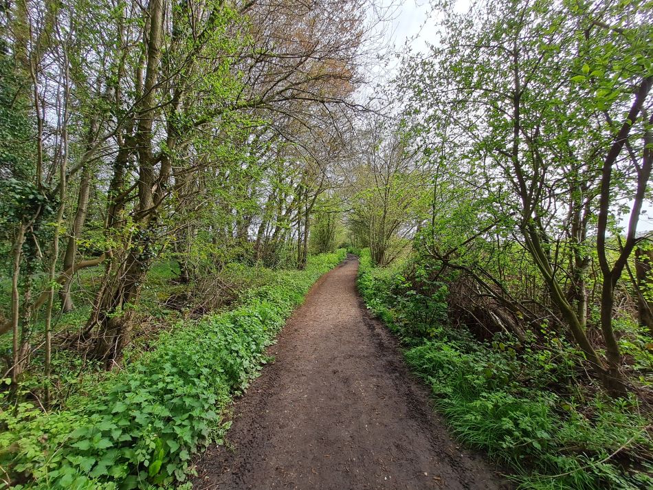 2023-04-26 08 Reydon Bluebells.jpg