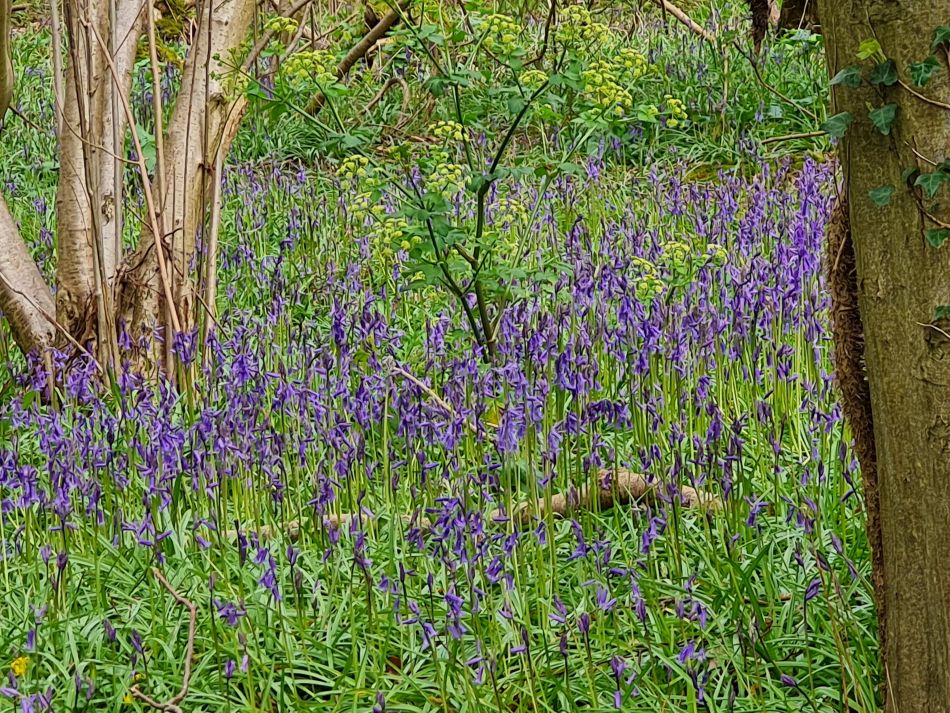2023-04-26 09 Reydon Bluebells.jpg