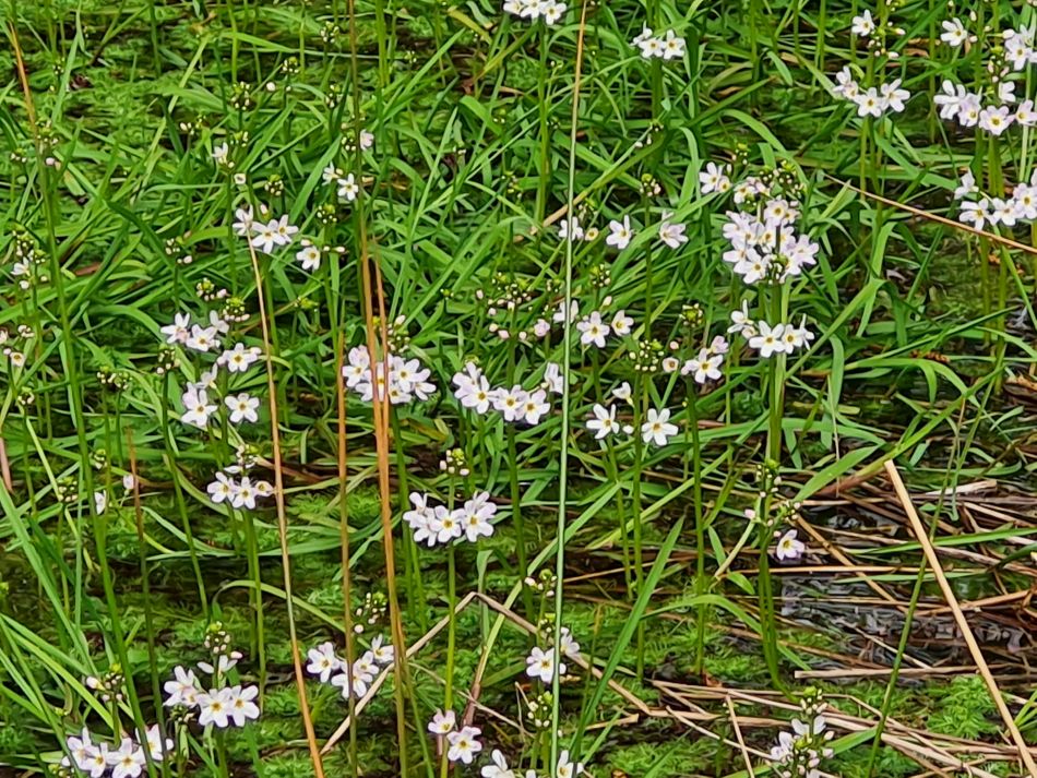 2023-04-26 10 Reydon Bluebells.jpg