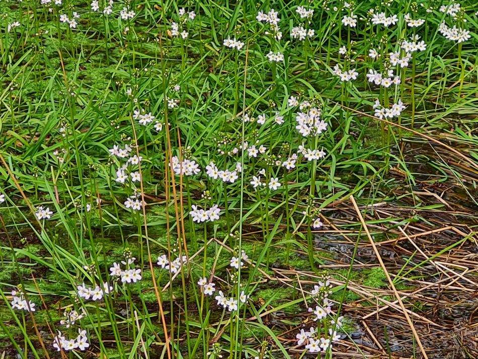 2023-04-26 11 Reydon Bluebells.jpg