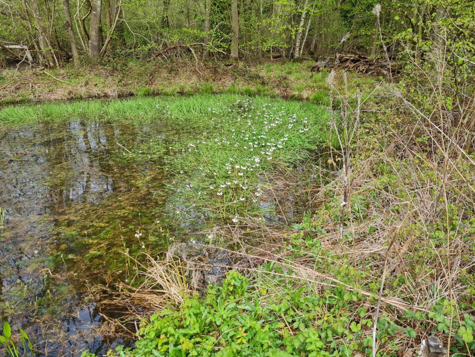 2023-04-26 12 Reydon Bluebells.jpg