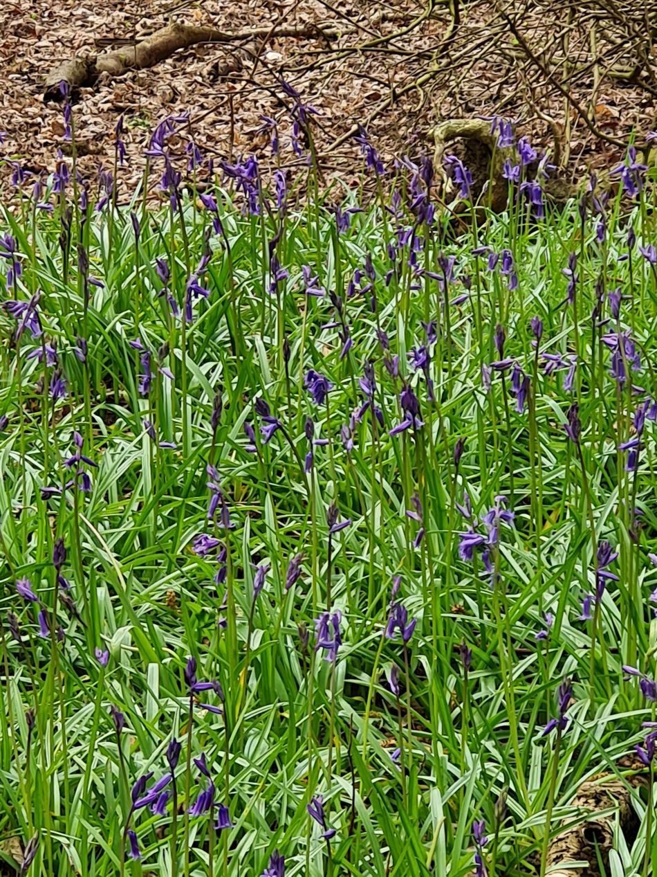 2023-04-26 13 Reydon Bluebells.jpg