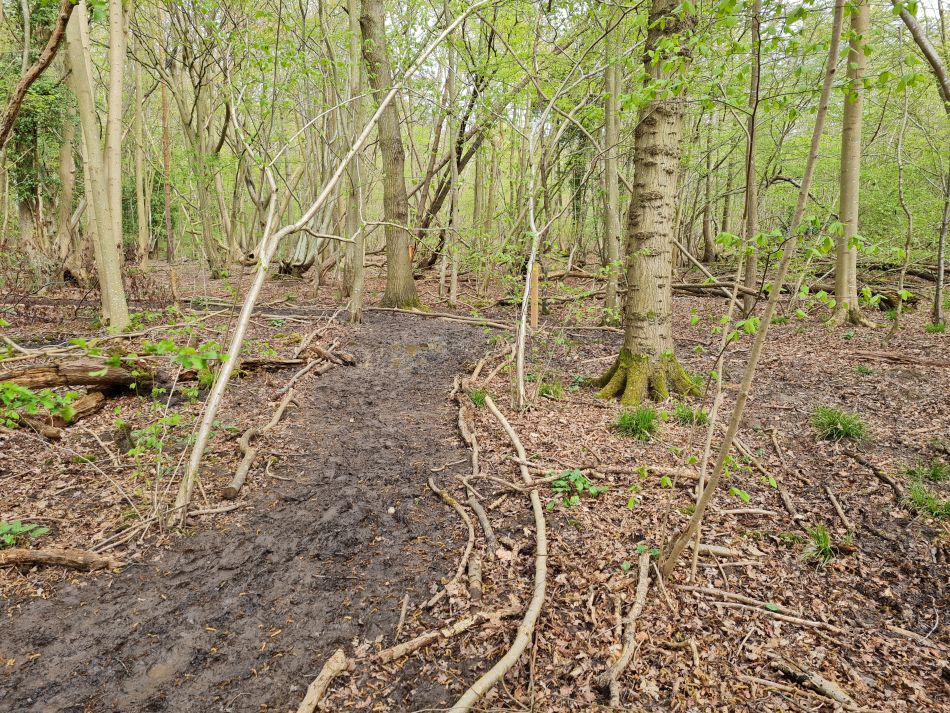 2023-04-26 14 Reydon Bluebells.jpg