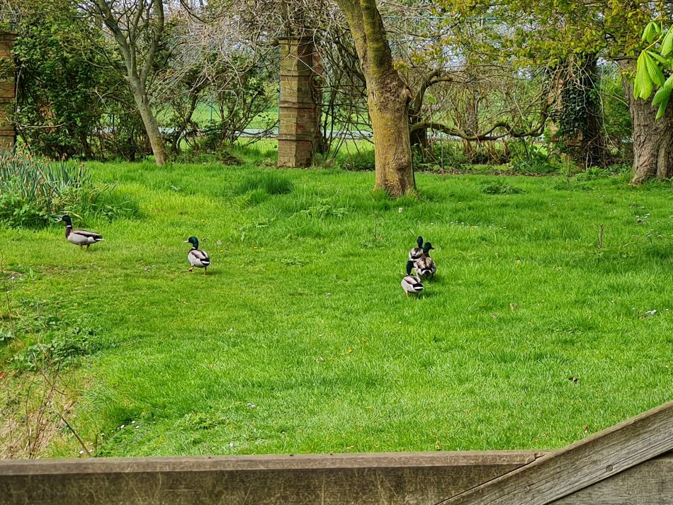 2023-04-26 19 Reydon Bluebells.jpg